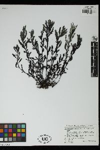 Sargassum yezoense image