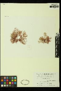 Lomentaria australis image
