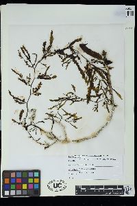 Sargassum serratifolium image
