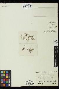 Bryopsis muscosa image