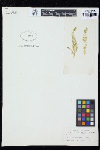 Caulerpa articulata image