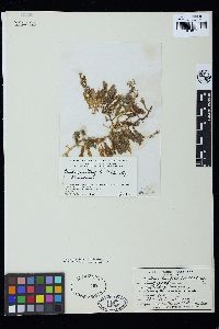 Caulerpa taxifolia image