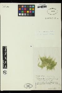 Cladophora montagneana image