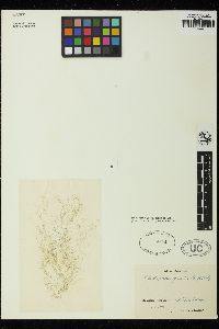 Cladophora flexuosa image