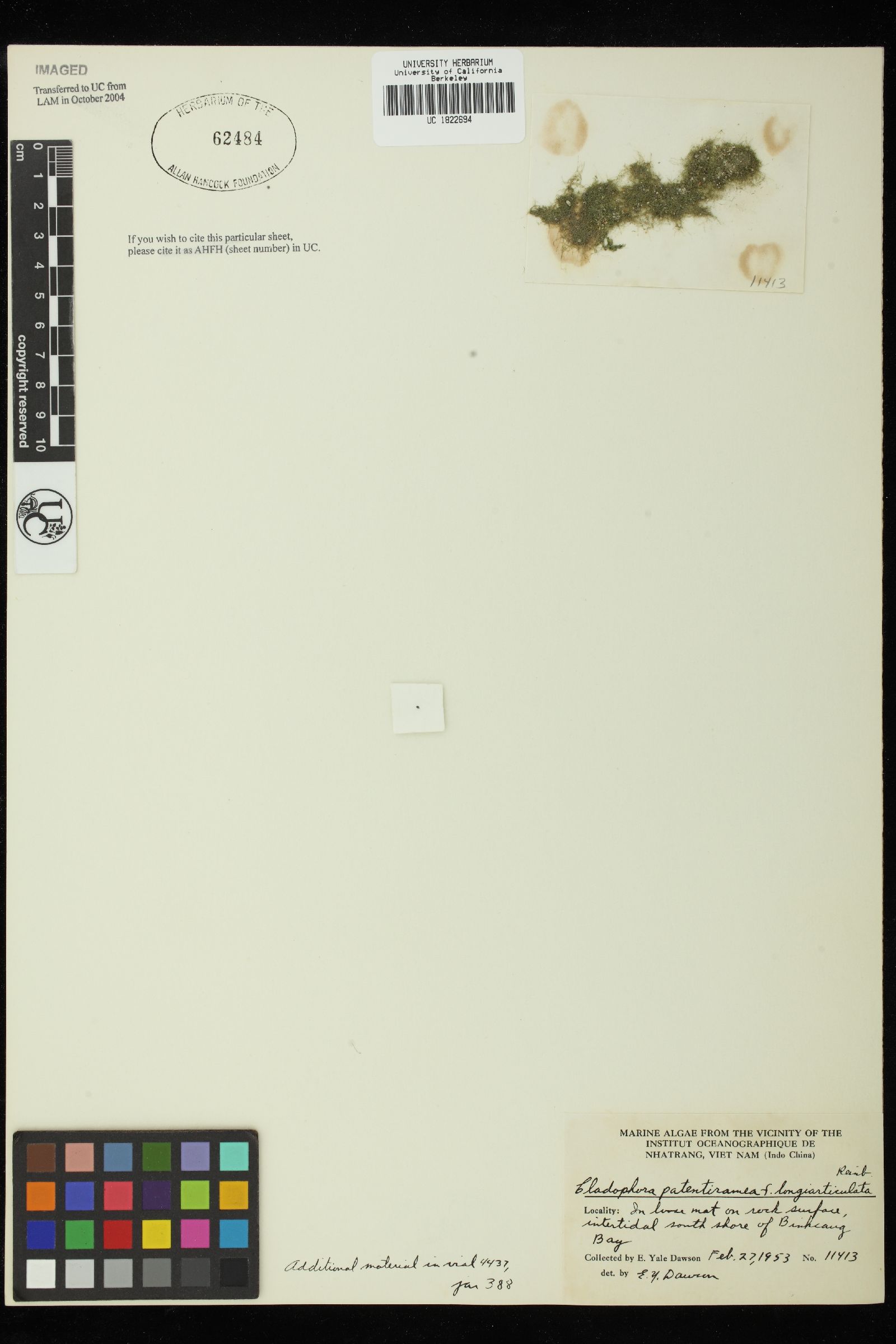 Cladophora patentiramea image