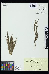 Cladophora verticillata image