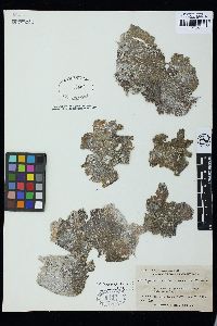 Dictyosphaeria cavernosa image