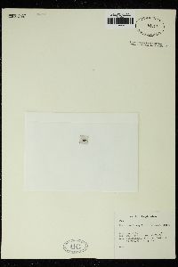 Nitella capillaris image