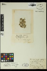 Oedogonium undulatum image