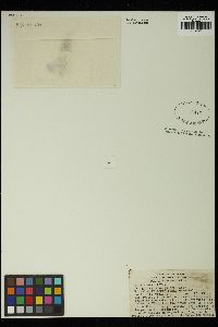 Oedogonium sexangulare image