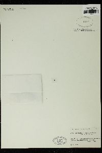 Spirogyra ellipsospora image