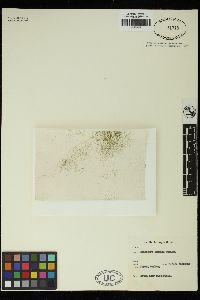 Spirogyra lineata image