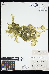 Ulva dactylifera image