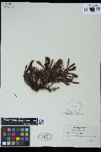 Fucus filiformis image