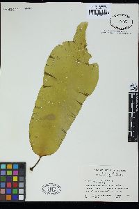 Laminaria solidungula image