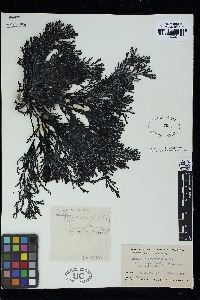 Melanthalia polydactylis image
