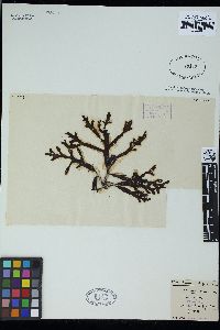 Myriodesma quercifolium image