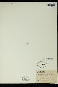 Abroteia suborbicularis image
