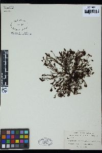 Ptilopogon botryocladus image