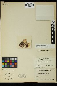 Amphiroa misakiensis image