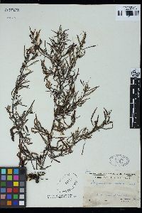 Sargassum acinaciforme image