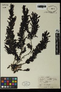 Sargassum fallax image