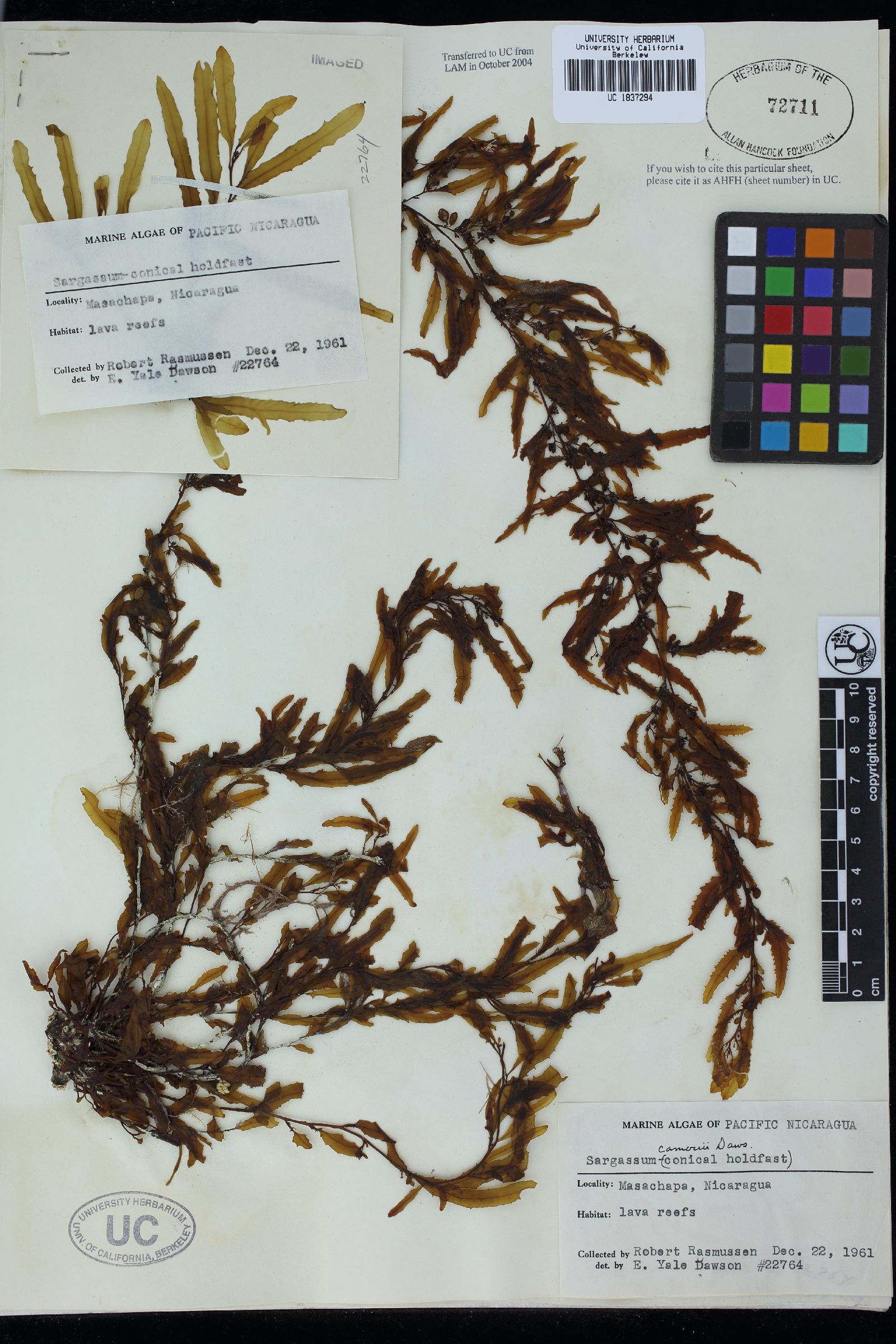 Sargassum sinicola subsp. camouii image