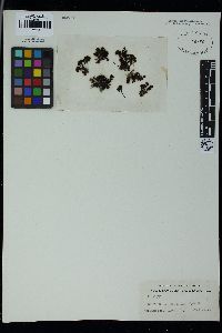 Bostrychia arbuscula image