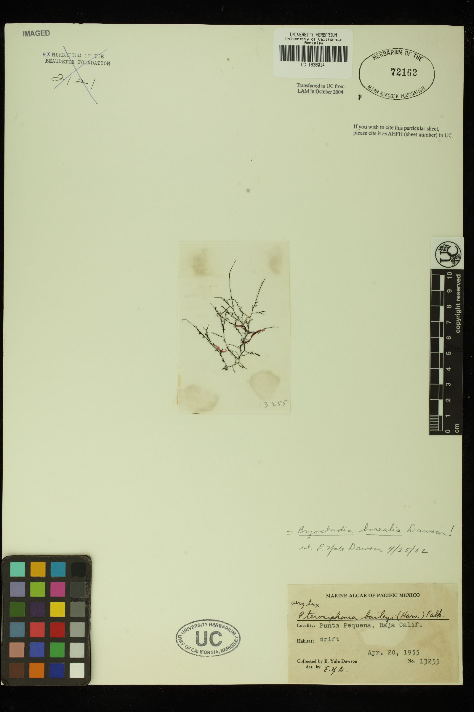 Tayloriella borealis image