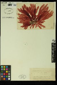 Callophyllis crispata image