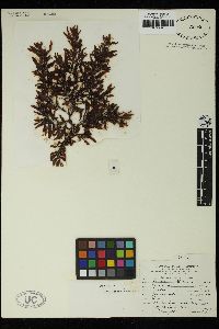Sargassum platycarpum image