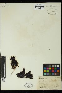 Sargassum sinclairii image