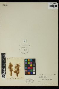 Sphacelaria cirrosa image