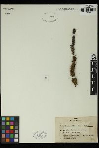 Sphacelaria fusca image