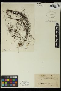 Sporochnus radiciformis image