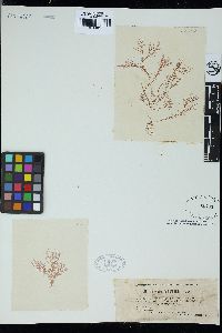 Ceramium pedicellatum image