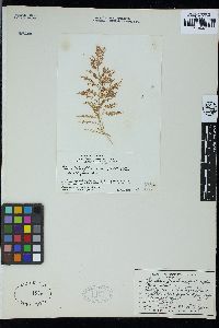 Chondria floridana image