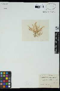 Chylocladia verticillata image