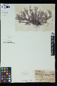 Lithophyllum canescens image