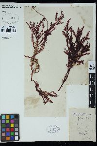 Ptilophora pectinata image