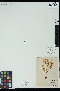 Gracilaria cliftonii image