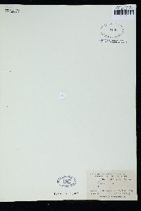 Anotrichium anthericephalum image