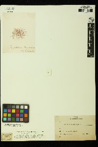 Griffithsia globulifera image