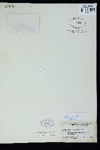 Image of Ahnfeltiopsis pygmaea