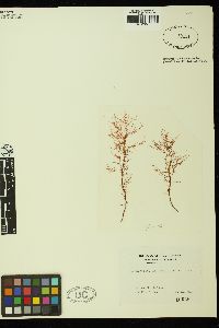 Hyalosiphonia caespitosa image