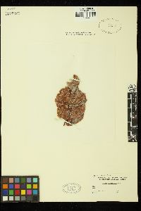 Mazzaella japonica image