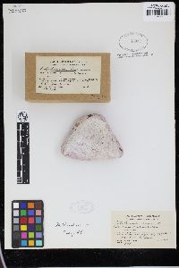 Phymatolithon lenormandii image
