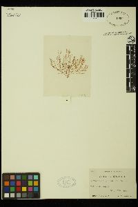 Monosporus pedicellatus image