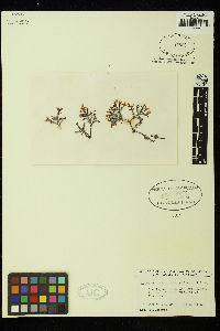 Palisada thuyoides image