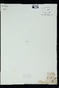 Amphiroa gracilis image